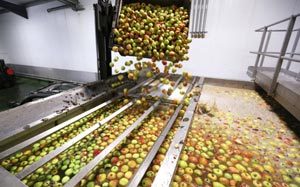 دریافت میوه سیب در کارخانه کنسانتره سیب