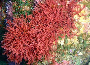 جلبک قرمز از خانواده Rhodophyceae که در تولید آگار مورد استفاده قرار میگیرد.