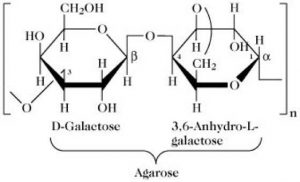 نحوه پیوند مولکول های D-galactose و 3,6-anhydro-α-L galactose برای تشکیل آگاروز